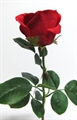 Rose 95cm rot