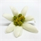 Edelweiss-Streublüte 60mm (solange Vorrat)