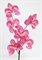 Orchidee mini 35mm pink / orchidee